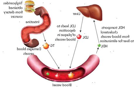 triglycerider i blodet triglycerider i blodet