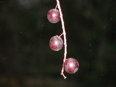 Hvordan man kan tabe med acai bær. Prøv acai opskrifter.